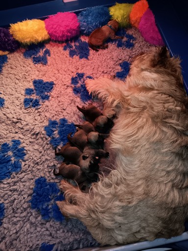 Nest Lola x Bodhi