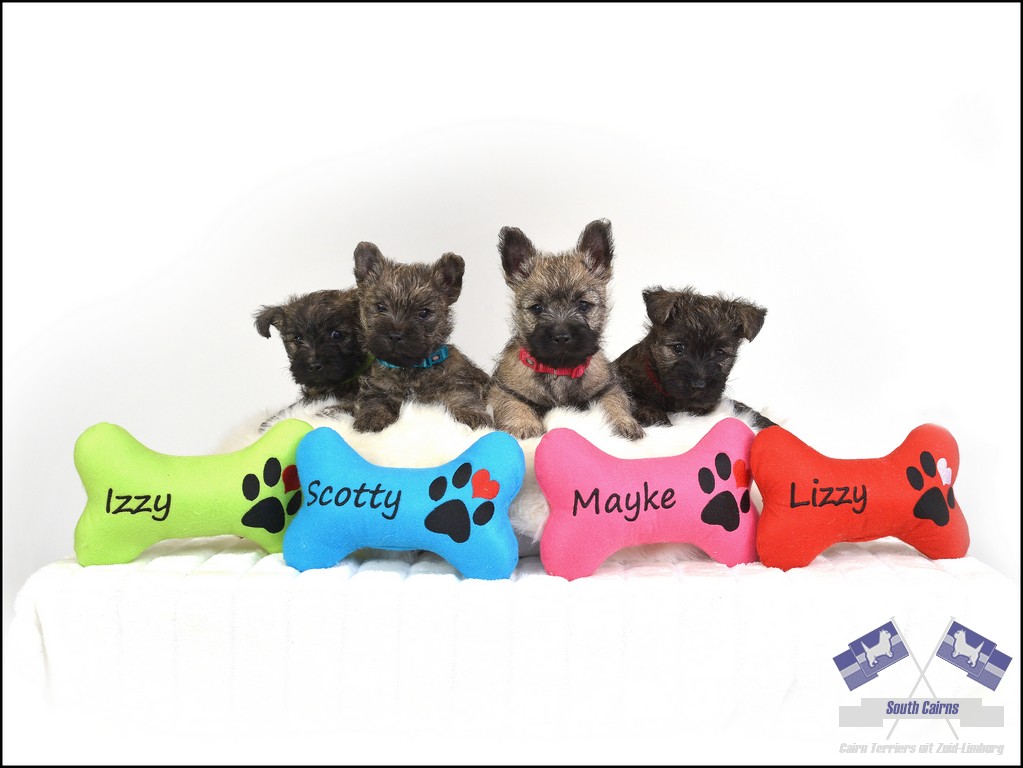 Fotoshoot puppies 2020
