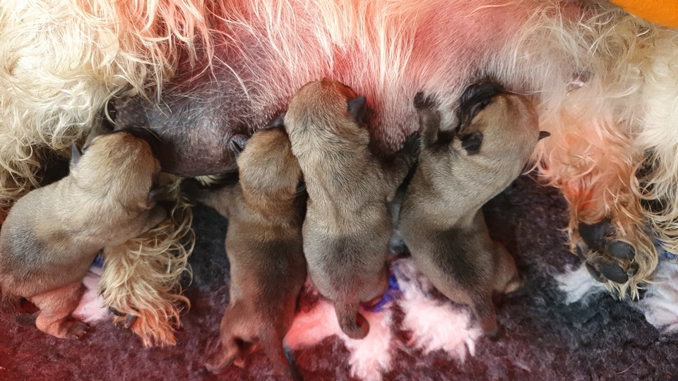 Nest Lola x Bodhi (2)